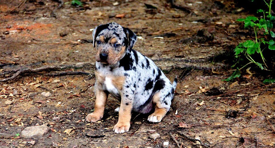 Hundewelpe einer Catahoula Leopard Dog – wer Welpenbetrug mit Anzahlung erkennen will, sollte die Warnsignale kennen